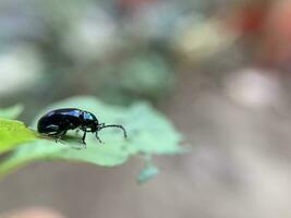 macro schot van altica of insect Aan blad foto