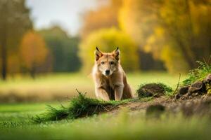 een hond is wandelen in de gras in voorkant van een veld. ai-gegenereerd foto