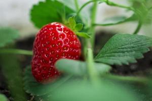 verse biologische aardbei foto