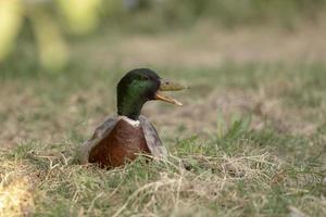 mannelijke wilde eendeend zittend op groen gras. foto