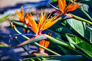 oranje bloem van strelitzia reginae in een omheind tuin in warm zonlicht foto