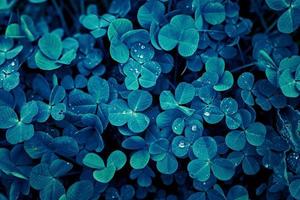 klaver bladeren textuur achtergrond, blauwe kleur