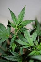 cannabis sativa plant close-up medische marihuana achtergrond bovenaanzicht foto