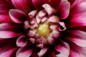bloem bloesem macro dahlia pinnata familie compositae hoge kwaliteit foto