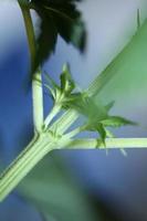 marihuana bladeren close-up indica familie cannabaceae super lemon haze foto