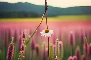 een single madeliefje is in een veld- van Purper bloemen. ai-gegenereerd foto