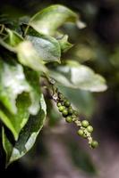 close-up van peperkorrels groeien in biologische peperboerderij in kampot cambodja
