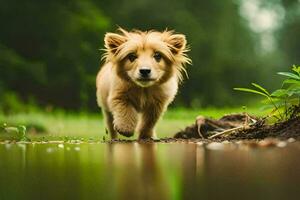 foto behang de hond, natuur, gras, water, pup, pup, pup, pup,. ai-gegenereerd