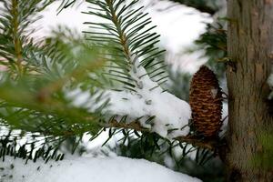 groot pijnboom ijshoorntje Aan de boom gedekt met sneeuw foto