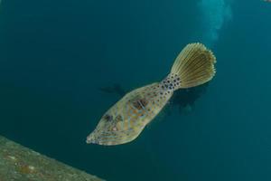 vissen zwemmen in de rode zee, kleurrijke vissen, eilat israel foto