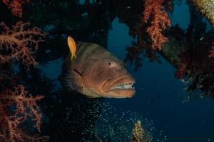 vissen zwemmen in de rode zee, kleurrijke vissen, eilat israel foto