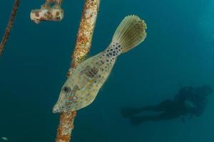 vissen zwemmen in de rode zee, kleurrijke vissen, eilat israel foto