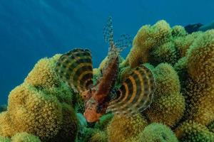 koraalrif en waterplanten in de rode zee, eilat israël foto