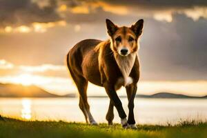 een hond wandelen Aan de gras Bij zonsondergang. ai-gegenereerd foto