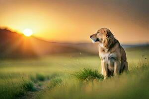 een gouden retriever hond is zittend in de gras Bij zonsondergang. ai-gegenereerd foto