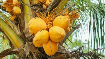 een bundel van oranje kokosnoten hangende van de boom foto