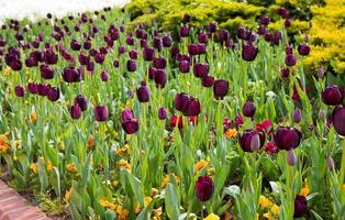 bloemen lentebloem kleurrijke tulpen foto