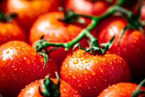 rijp tomaten met druppels van water. foto