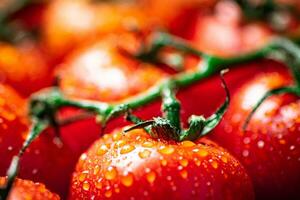 rijp tomaten met druppels van water. foto