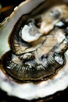 heerlijk oesters. macro achtergrond. de structuur van oesters. foto