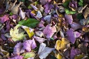 herfst herfst droge bladeren seizoensgebonden flora concept foto