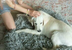 weinig meisje spelen met een gouden retriever puppy Bij huis. foto