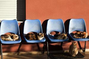 dierenkatten die op stoelen zitten foto