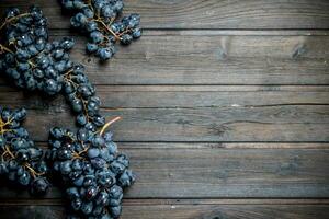 rijp zwart druiven. foto
