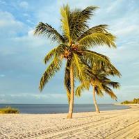 kokospalm op een wit zandstrand. foto