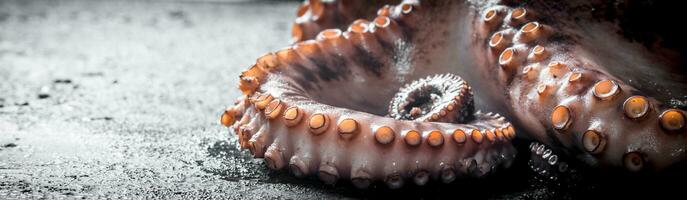 vers zee Octopus. foto