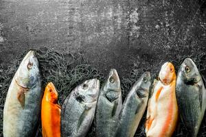 assortiment van vers vis Aan de visvangst netto. foto