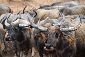 een close-up beeld van waterbuffels in thailand foto