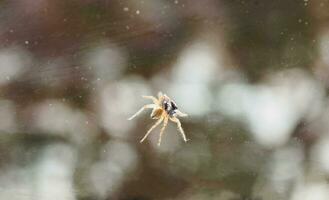 spin wetenschappelijk. naam Arachnida geleedpotige dier foto