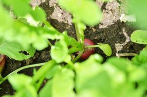 de tuin is groeit rood radijs. biologisch gezond voedsel van uw eigen tuin. foto