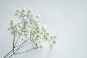 wit baby's adem bloemen Aan een wit achtergrond. zacht focus. foto