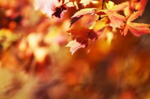 herfst bladeren Aan de zon. vallen wazig achtergrond. - beeld foto