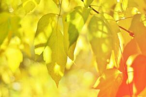 herfst bladeren Aan de zon. vallen wazig achtergrond. - beeld foto