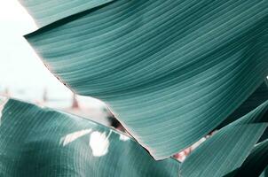 abstract groen blad textuur, natuur achtergrond, tropisch blad. - beeld foto