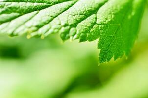 detailopname van blad, groen blad in de tuin. macro van groen blad in Woud. structuur van blad. bes bladeren. foto