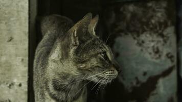 schattig huiselijk kat in de tuin. selectief focus. portret van een wild kat in een natuurlijk omgeving. zitten, staan, dichtbij omhoog. foto