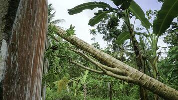 papaja bomen vallen van hun bomen in Indonesisch bossen. foto