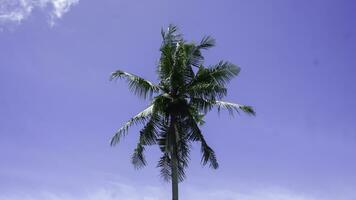 kokosnoot boom met blauw lucht en wit wolken, Indonesië. foto