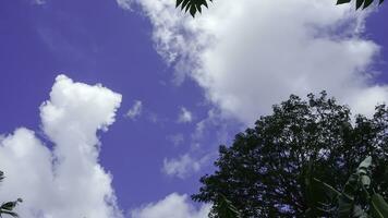 bomen in de Woud met blauw lucht achtergrond, Indonesië. foto