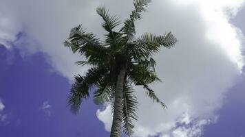 kokosnoot boom met blauw lucht en wit wolken, Indonesië. foto