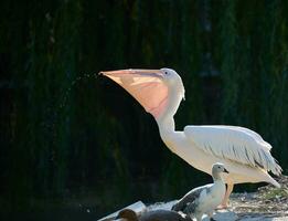 wit pelikaan eet vis Aan een vijver foto