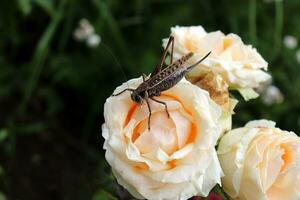 gewond sprinkhaan missend een been Aan een roos bloem in de tuin dichtbij omhoog - horizontaal foto