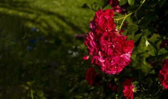 mooi rozen Aan donker achtergrond. weelderig struik van roze rozen met donker vignet. romantisch luxe achtergrond of behang. foto