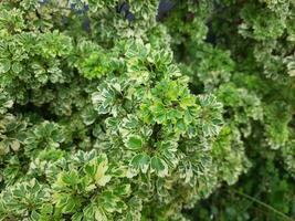 aralia ming goud in buitenshuis heel mooi in groen en wit kleuren foto