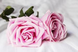 roze roos op het bed foto