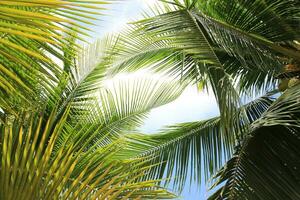 groen vertrekken van kokosnoot palm boom achtergrond foto
